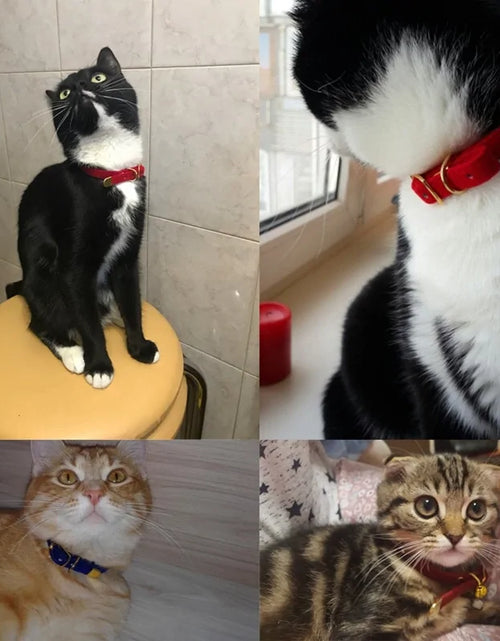 Load image into Gallery viewer, Collar For Small Cats &amp; Dogs
