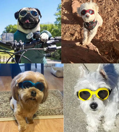 Dog Sunglasses