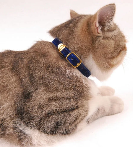 Collar For Small Cats & Dogs