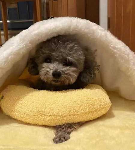 Fashion U-Shaped Neck Protector For Cats