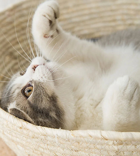 Cat Straw Bed