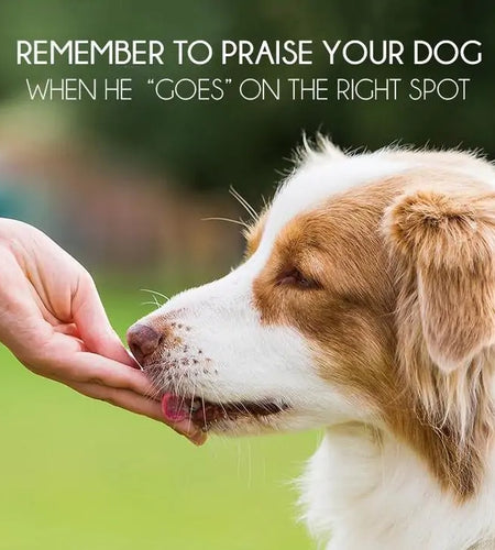 Pet Potty Training Spray