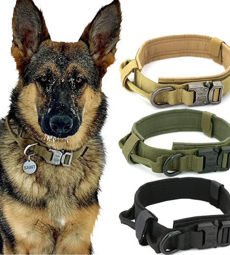 Dog Collar