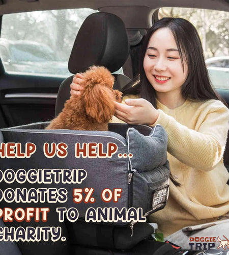 Safety Car Seat For Small Pets