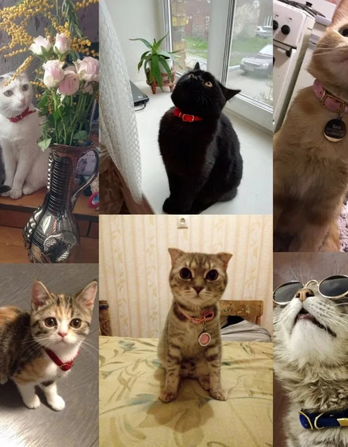 Load image into Gallery viewer, Collar For Small Cats &amp; Dogs
