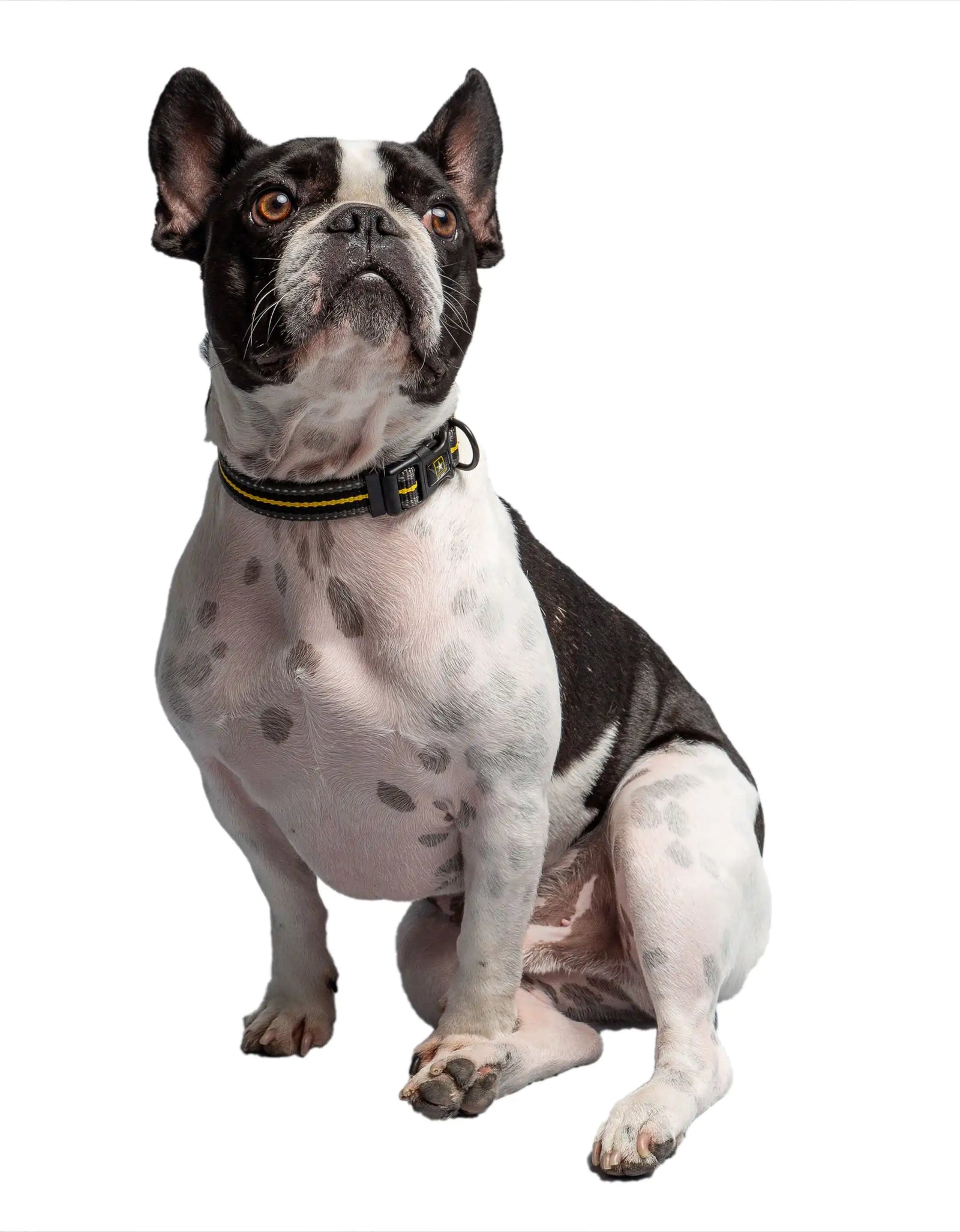 US Army Dog Collar