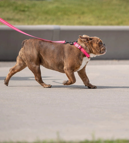 Reflective Collar - Neon Pink