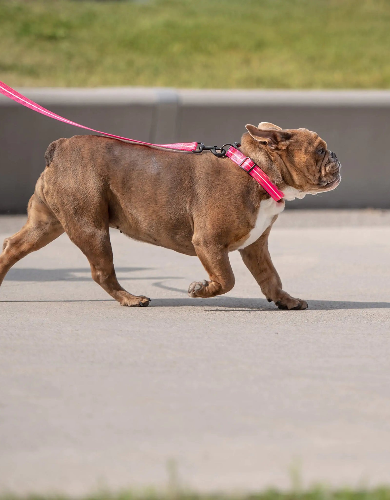 Reflective Collar - Neon Pink
