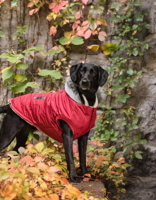 Load image into Gallery viewer, Brave Bark Thermal Parka - Red
