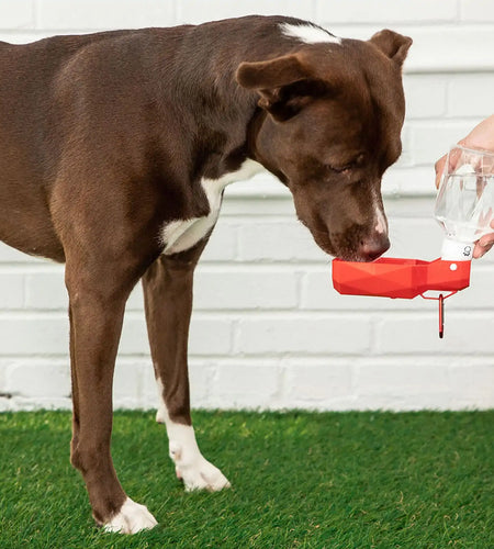 Pet Water Bottle