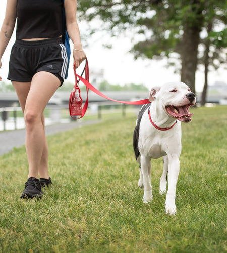 Reflective Leash - Red