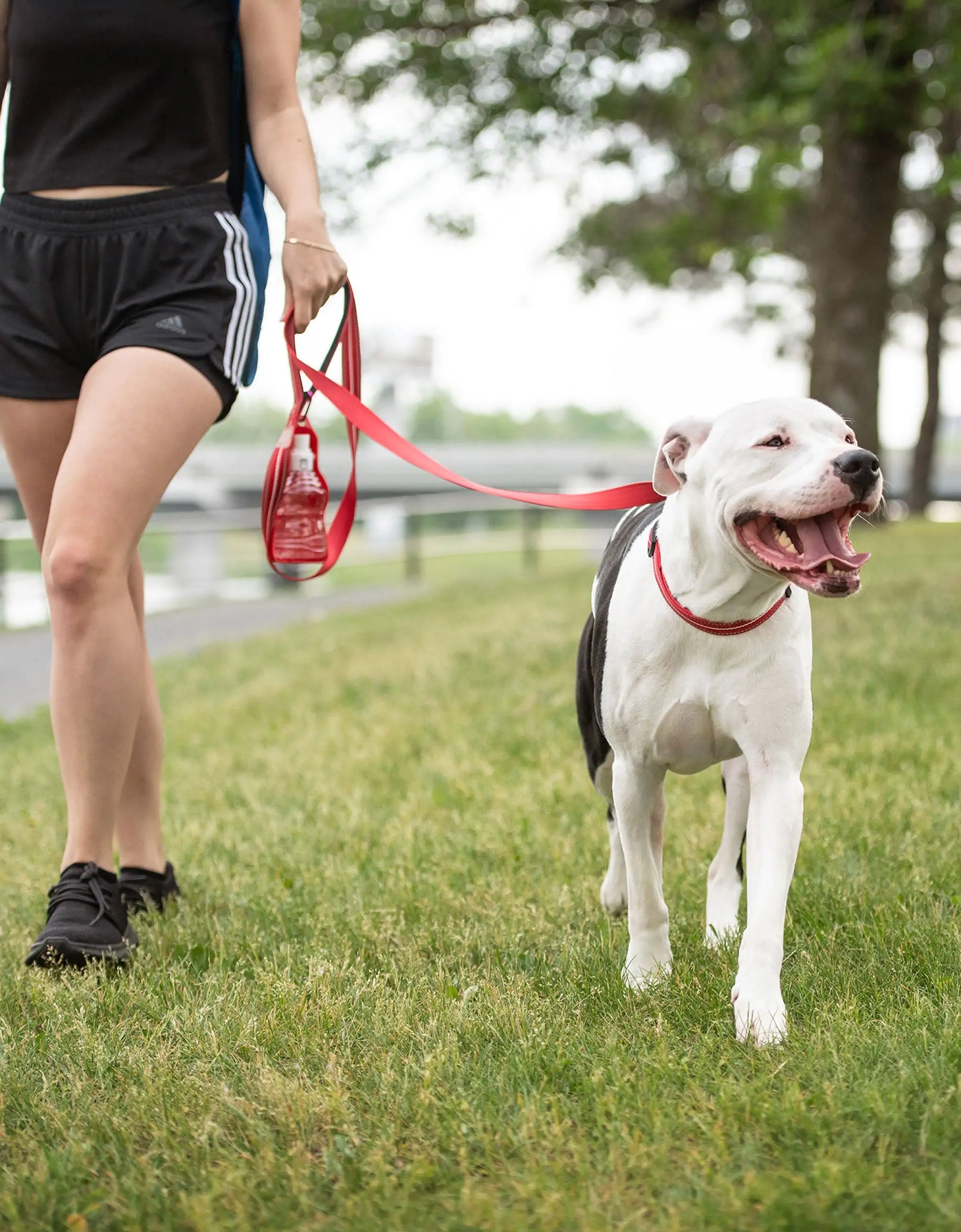 Reflective Leash - Red