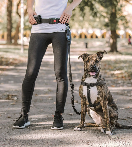 Waist Belt & Bungee Leash