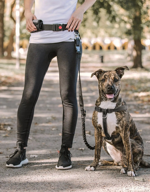 Load image into Gallery viewer, Waist Belt &amp; Bungee Leash
