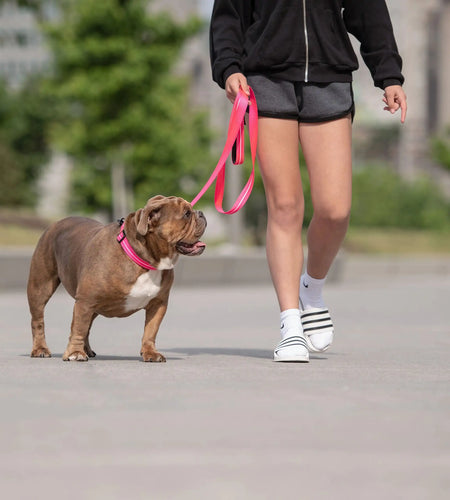 Reflective Leash - Neon Pink
