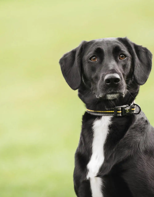 Load image into Gallery viewer, US Army Dog Collar

