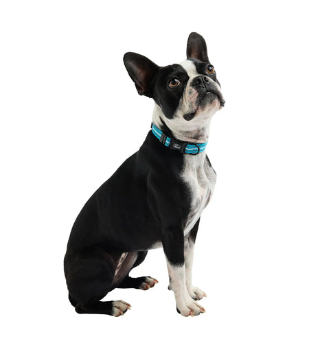 Reflective Collar - Neon Blue