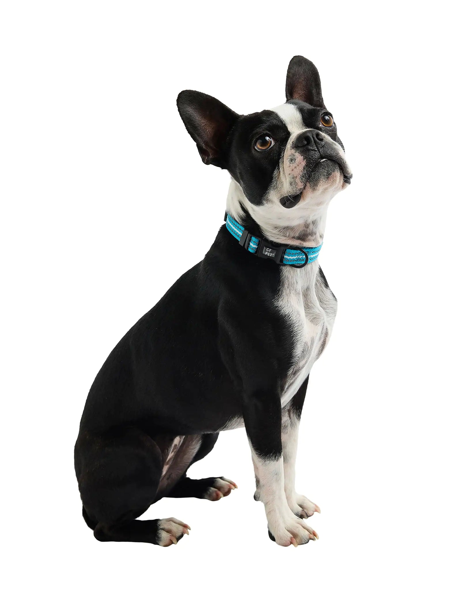Reflective Collar - Neon Blue