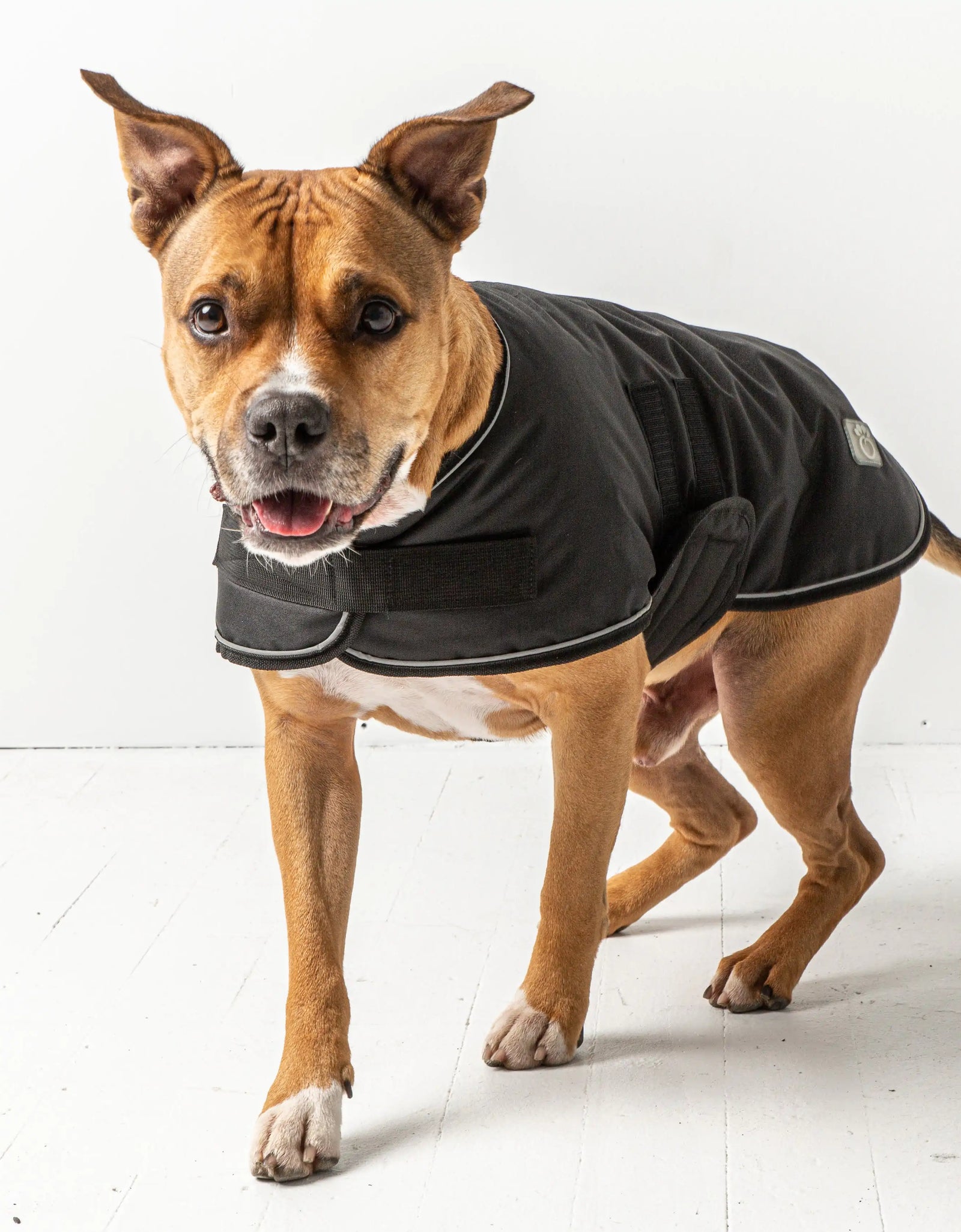 Dog Blanket Jacket