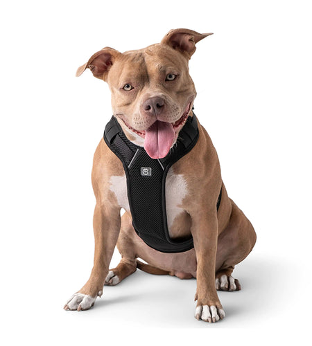 Travel Harness - Black