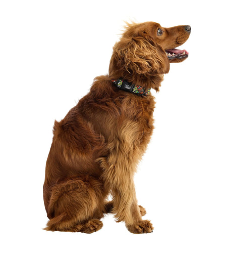 Printed Collar - Comic Book