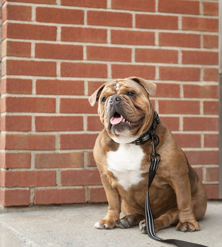 Reflective Collar - Black