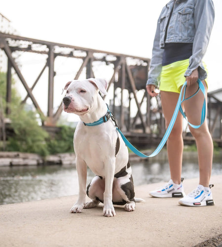 Reflective Leash - Neon Blue