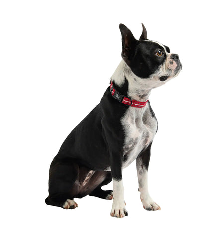 Reflective Collar - Red